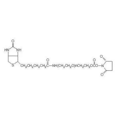 Biotin-PEG-SC，生物素-聚乙二醇-琥珀酰亚胺碳酸酯