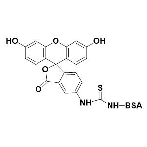 FITC-BSA，异硫氰酸荧光素-牛血清白蛋白